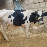 گاو دو ماه آبستن