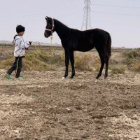 کره نریان 6ماهه آرام و دستی مشکی زغالی