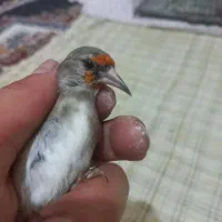 تعدادی سهره دورگ دونه ۲۲۰۰۰۰۰
