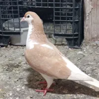 کفتر جفتگاه