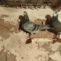 ۶تا حیون هوایی مفت مفت