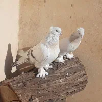 چندجفت کبوترترکیه ای وارداتی|پرنده|قم, باغ کرباسی|دیوار