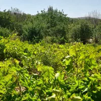 باغ ۴هزار متری در روستای کوشکی سفلی|فروش زمین و ملک کلنگی|اشترینان, |دیوار