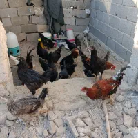 مرغ و خروس محلی|حیوانات مزرعه|خورموج, |دیوار