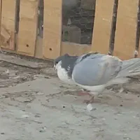 دمگیر|پرنده|خمینی‌شهر, |دیوار