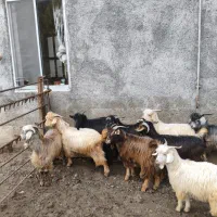 بره بزغاله گوسفند بز12عدد|حیوانات مزرعه|قائم‌شهر, |دیوار