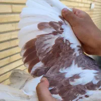 کبوتر شازده