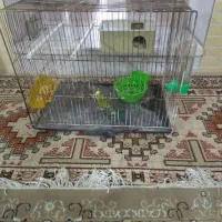 مرغ عشق|پرنده|مشهد, بهارستان|دیوار