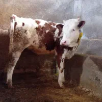 گوساله سمینتال