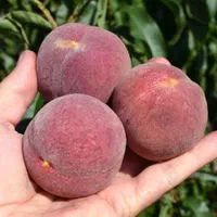 هلو|گل و گیاه طبیعی|مشهد, امیرآباد|دیوار