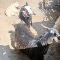 بز و بزغاله