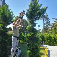 باغبانی وهرس لاوسون|خدمات باغبانی و درختکاری|سرخرود, |دیوار