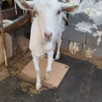 دو عدد بز سانن|حیوانات مزرعه|بیرجند, |دیوار