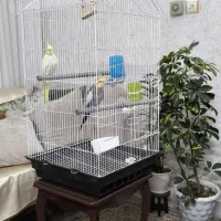 پرنده عروس هلندی