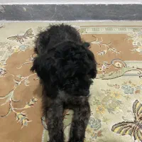واگذاری پودل مشکی ماده ۹ماهه