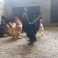 فروش تخم نطفه دار برهما|حیوانات مزرعه|نوشهر, |دیوار