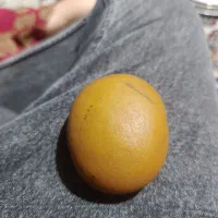 شهاب سنگ قیمتی سنگ قیمتی|کلکسیون و سرگرمی|دیواندره, |دیوار