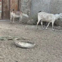 چند بز داشتی|حیوانات مزرعه|خمیر, |دیوار