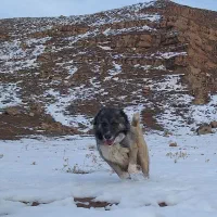 سرابی|سگ|باسمنج, |دیوار