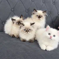 گربه اسکاتیش پشمالاو ۲۰میلیون