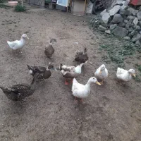 فروش اردک محلی ماده