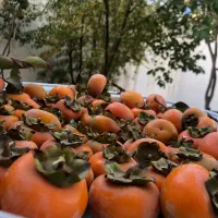 زمین چهار دیواری هشتگرد قدیم