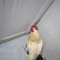 خروس‌محلی‌تازه‌از‌خلخال‌اومده‌هرکی‌خواست‌در‌خدمتم|حیوانات مزرعه|نسیم‌شهر, |دیوار