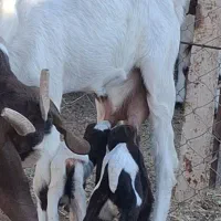 بز زاییده دوقلو