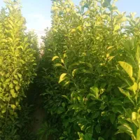 نهال مرکبات وسیاه درخت|گل و گیاه طبیعی|شیراز, پودنک|دیوار