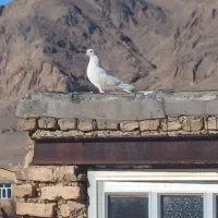 کبوتر سفید شیر|پرنده|فرخ‌شهر, |دیوار