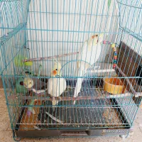 دو جفت عروس هلندی. باقفس . معاوضه با قناری