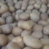سیب زمینی بذری سانته