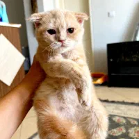 اسکاتیش کرم طلایی|گربه|کرج, فاز ۱ مهرشهر|دیوار