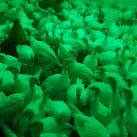 بوقلمون بیوتی وبوقلمون برنز موجود هست|حیوانات مزرعه|فامنین, |دیوار