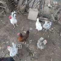 تخم مرغ گلین|حیوانات مزرعه|مینودشت, |دیوار