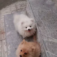 سگ پامرانین|حیوانات|کرمانشاه, |دیوار