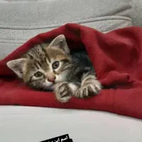 واگذاری بچه گربه