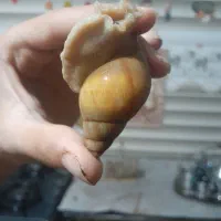 انواع حلزون های طبی و کلکسیونی به صورت تک و پک