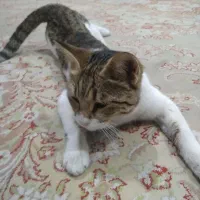 واگذاری گربه|گربه|زاهدان, |دیوار