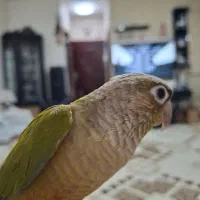 طوطی گرینچیک|پرنده|تهران, یافت‌آباد|دیوار