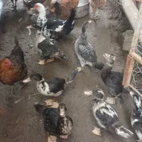 چند عدد اردک اسراییلی  ک محلی به فروش|حیوانات مزرعه|نوشهر, |دیوار