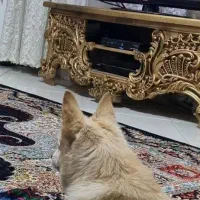 پامرین روباهی|سگ|پاکدشت, پاکدشت (مامازند)|دیوار