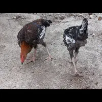 نیمچه مرغ و خروس محلی اصل|حیوانات مزرعه|گنبد کاووس, |دیوار