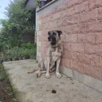 ماده سرابی فول|سگ|چابکسر, |دیوار