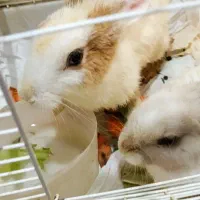 خرگوش نر وماده|موش و خرگوش|بانه, |دیوار