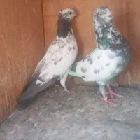 کبوتر کفتر پرشی مایع سینه ای دمسبز خریدار زنگ بزن|پرنده|تهران, نعمت‌آباد|دیوار