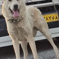 واگذاری سگ سرابی،عراقی|سگ|محمدشهر, محمدشهر|دیوار