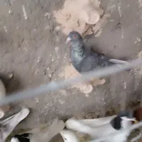 کبوتر|پرنده|نیشابور, مازول|دیوار