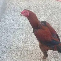 خروس لاری