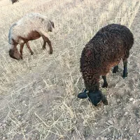 میش گوسفند